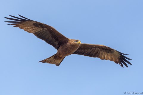 Yellow billed kite senegal 1