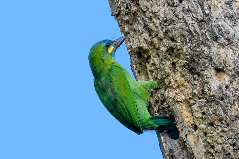 Yellow eared barbet indonesia 3