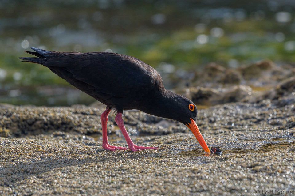 African oystercatcher south africa 4
