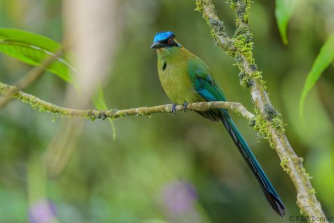 Andean motmot ecuador 2