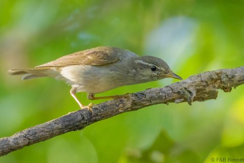 Arctic warbler thailand 1