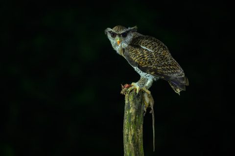 Barred eagle owl indonesia 2