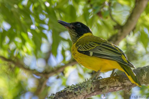 Black headed oriole south africa 1