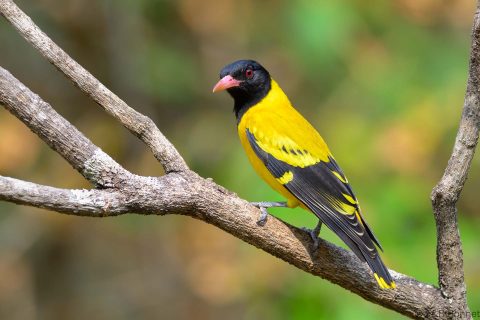 Black hooded oriole thailand 3