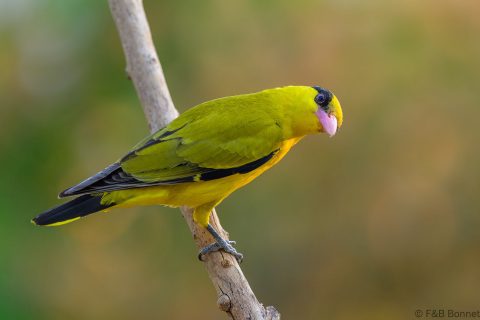 Black naped oriole thailand 3