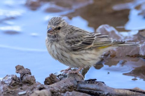 Black throated canary south africa 1