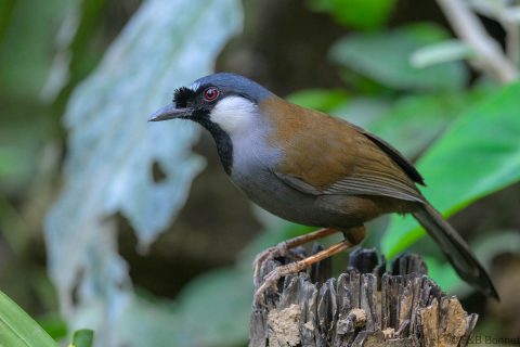Black throated laughingthrush china 2