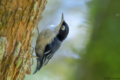 Blue nuthatch indonesia 3