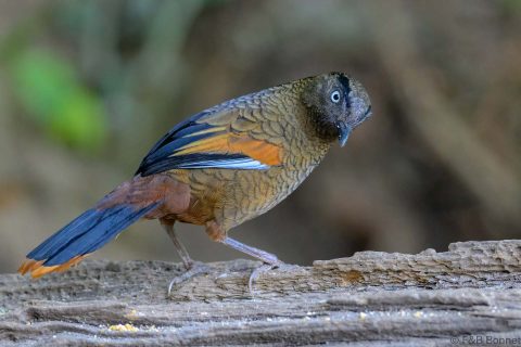 Blue winged laughingthrush china 1