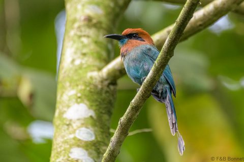 Broad billed motmot costa rica 1