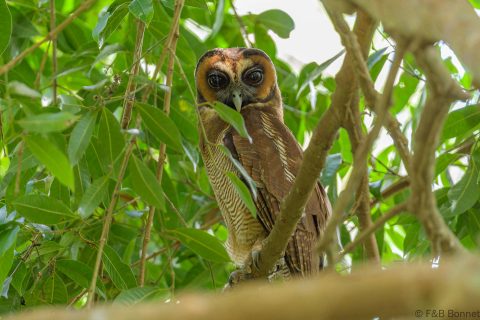 Brown wood owl thailand 2