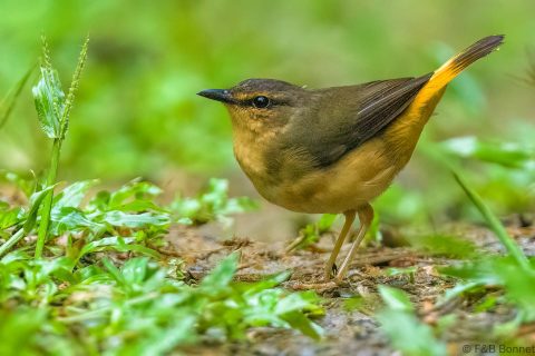 Buff rumped warbler ecuador 3