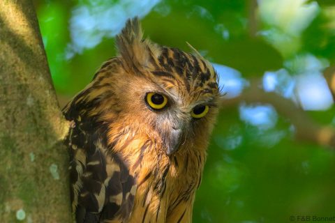 Buffy fish owl singapore 1