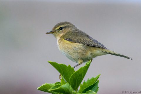 Canary islands chiffchaff spain 1