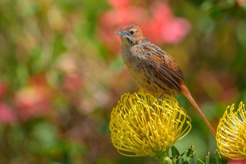 Cape grassbird south africa 2