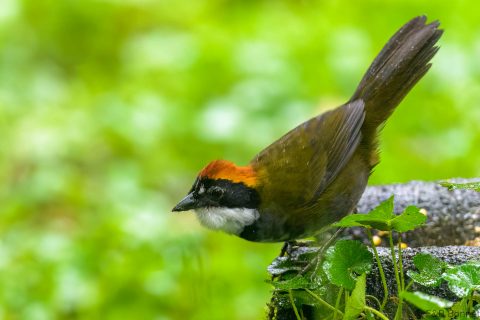 Chestnut capped brushfinch ecuador 1