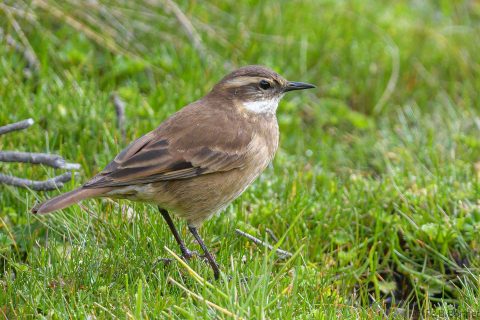Chestnut winged cinclodes ecuador 1