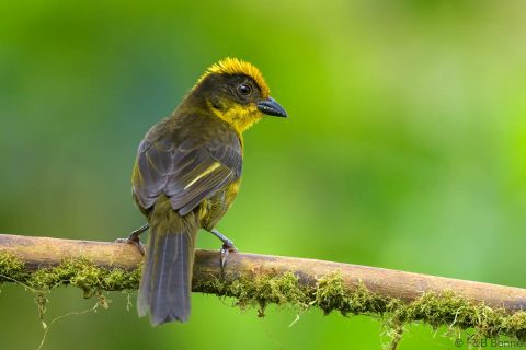 Choco brushfinch ecuador 1