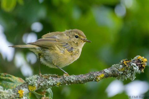 Common chiffchaff france 1