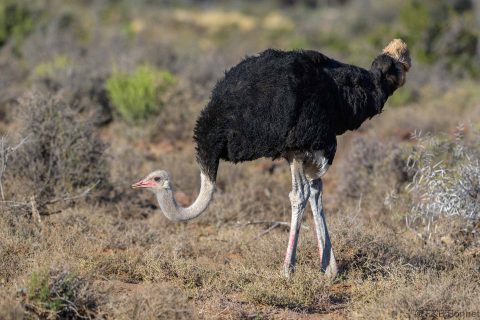 Common ostrich south africa 3