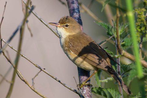 Common reed warbler france 1