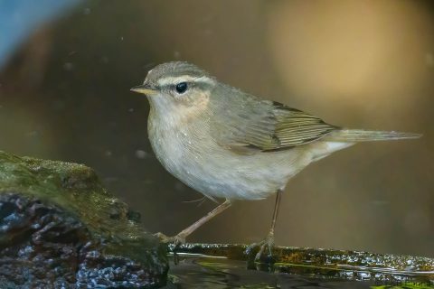 Dusky warbler thailand 1