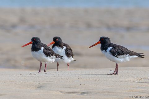 Eurasian oystercatcher france 1