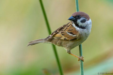 Eurasian tree sparrow thailand 2