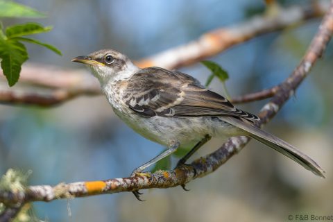 Galapagos mockingbird ecuador 3