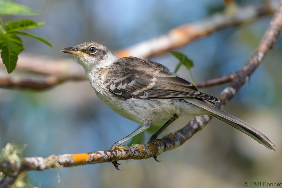 Galapagos mockingbird ecuador 3