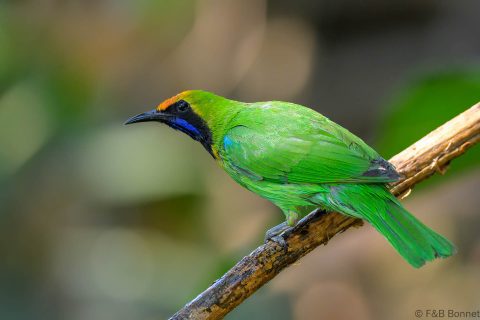 Golden fronted leafbird china 2