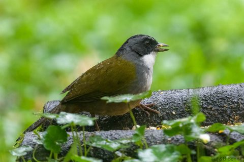 Grey browed brushfinch ecuador 1