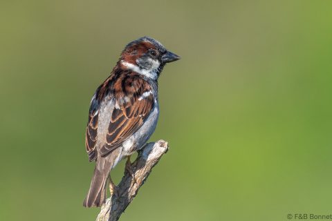 House sparrow france 1