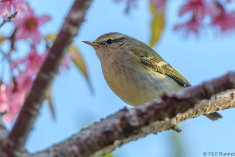 Hume's leaf warbler thailand 1
