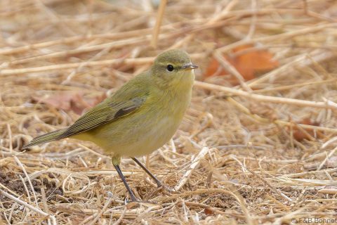 Iberian chiffchaff spain 1