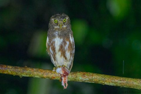 Javan owlet indonesia 1