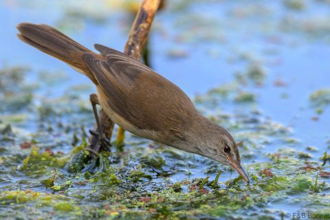 Lesser swamp warbler south africa 4