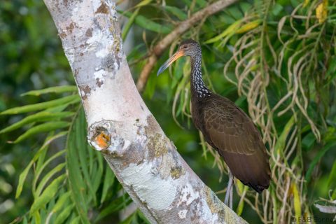 Limpkin ecuador 1