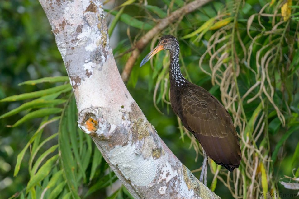 Limpkin ecuador 1