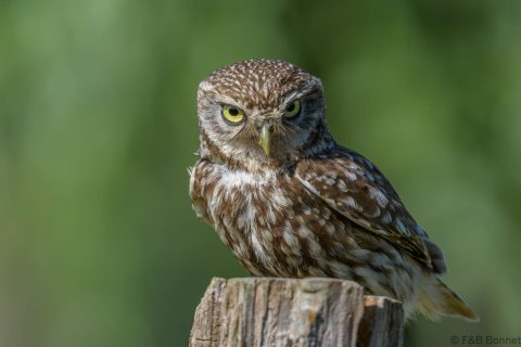 Little owll france 1