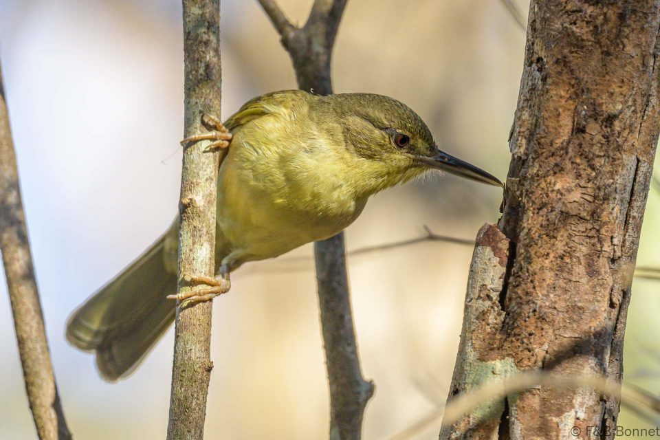 Long billed bernieria madagascar 2