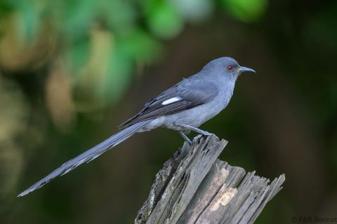Long tailed sibia china 2