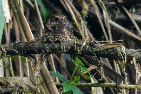 Lyre tailed nightjar ecuador 1