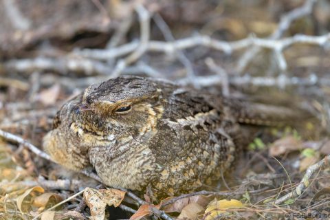 Madagascar nightjar madagascar 3