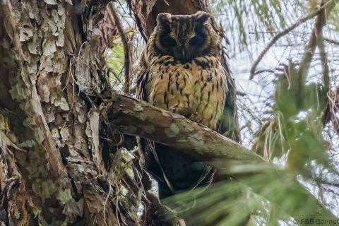 Madagascar owl madagascar 1