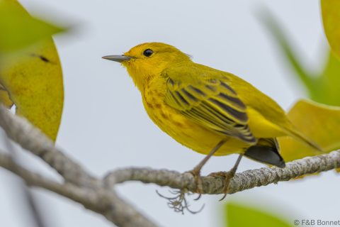 Mangrove warbler ecuador 1