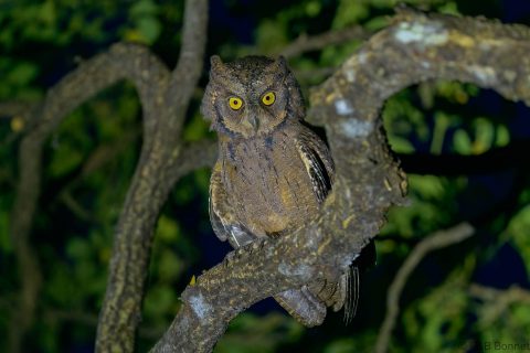 Mantanani scops owl philippines 1
