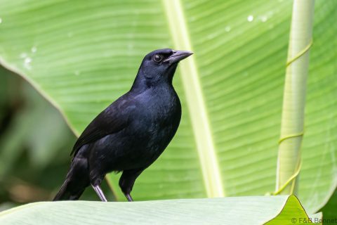 Melodious blackbird costa rica 1