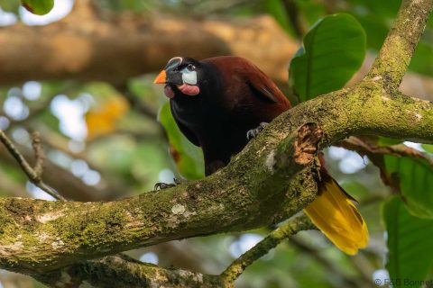 Montezuma oropendola costa rica 2