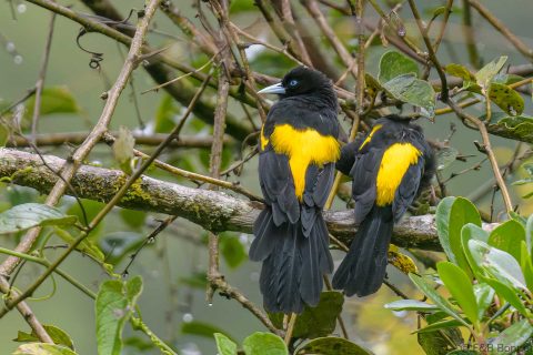 Mountain cacique ecuador 1